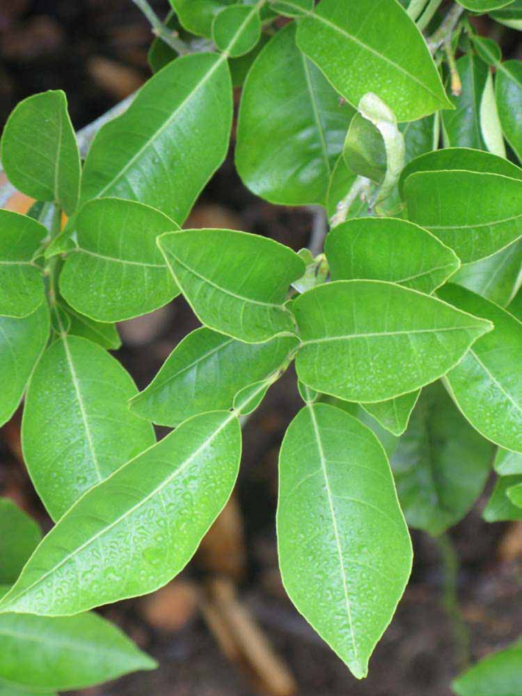              Sun leaves (Riverside, CA)       
